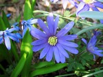 Photos Anemone blanda