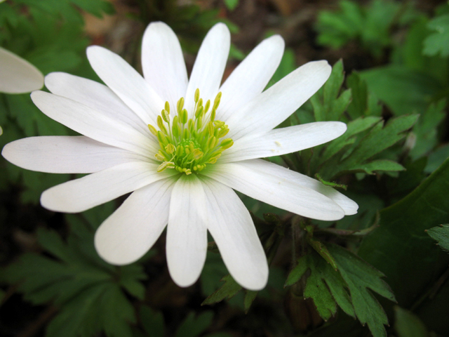 Photos Anemone blanda - Greek thimbleweed