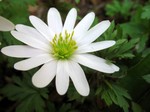 Photos Anemone blanda