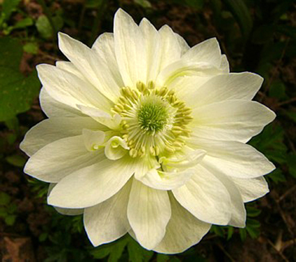 Photos Anemone coronaria - Lilies-of-the-field