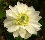 Photos Anemone coronaria
