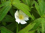Photos Anemone dichotoma
