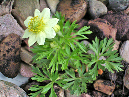 Photos Anemone drummondi - Wind flower
