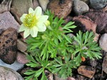 Photos Anemone drummondi
