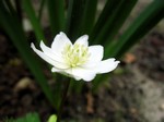 Photos Anemone flaccida