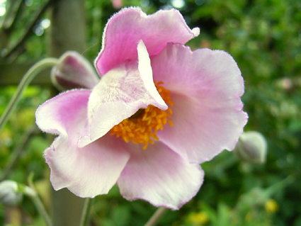 Photos Anemone hupehensis - Japanese thimbleweed