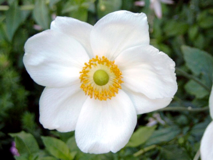 Photos Anemone japonica - Wind flower