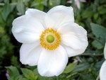 Photos Anemone hupehensis
