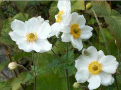Anemone japonica