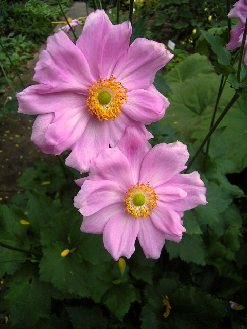 Photos Anemone japonica - Wind flower