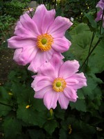 Photos Anemone japonica
