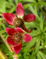 Photos Anemone lesseri