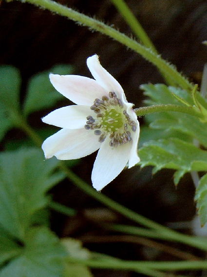 Photos Anemone leveillei - Wind flower