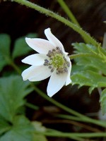 Photos Anemone leveillei