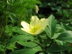 Photos Anemone intermedia