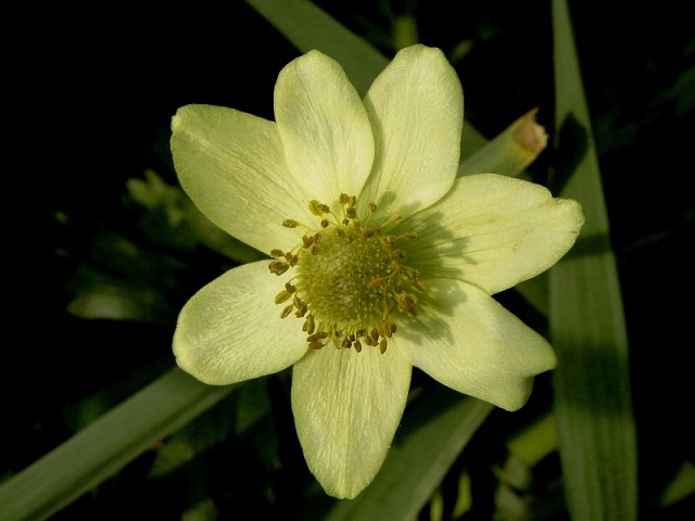 Photos Anemone multifida - Wind flower