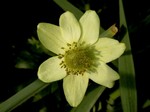 Photos Anemone multifida