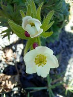 Photos Anemone narcissiflora