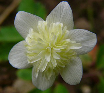 Photos Anemone nemorosa - Anemone lyallii