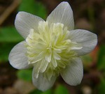 Photos Anemone nemorosa