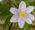 Photos Anemone nemorosa