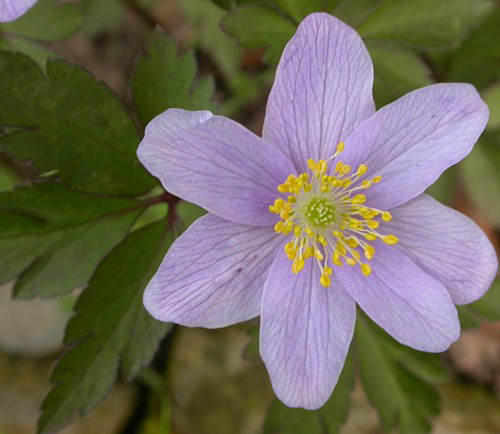 Photos Anemone nemorosa - 