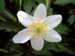 Photos Anemone nemorosa