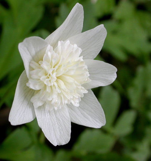 Photos Anemone nemorosa - Anemone lyallii