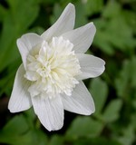 Photos Anemone nemorosa