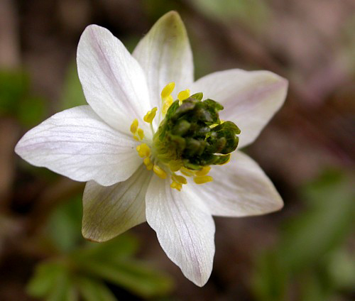 Photos Anemone nemorosa - Anemone lyallii
