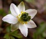 Photos Anemone nemorosa