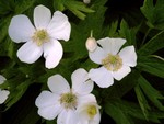 Photos Anemone palmata