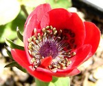 Photos Anemone pavonina