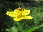 Photos Anemone ranunculoides
