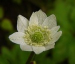 Photos Anemone rivularis