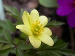 Photos Anemone seemannii