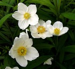 Photos Anemone sylvestris