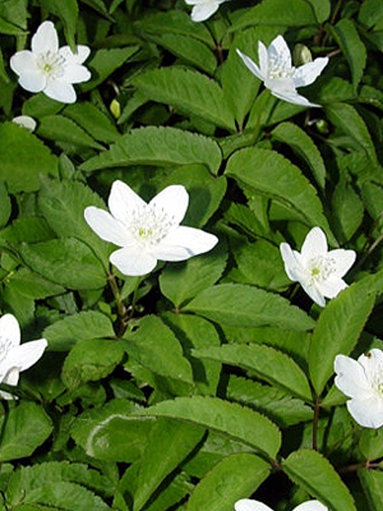Fotos Anemone trifolia - 