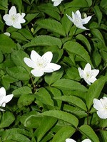 Photos Anemone trifolia