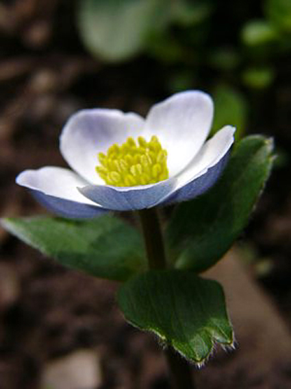 Photos Anemone trullifolia - Wind flower