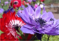 Anemone