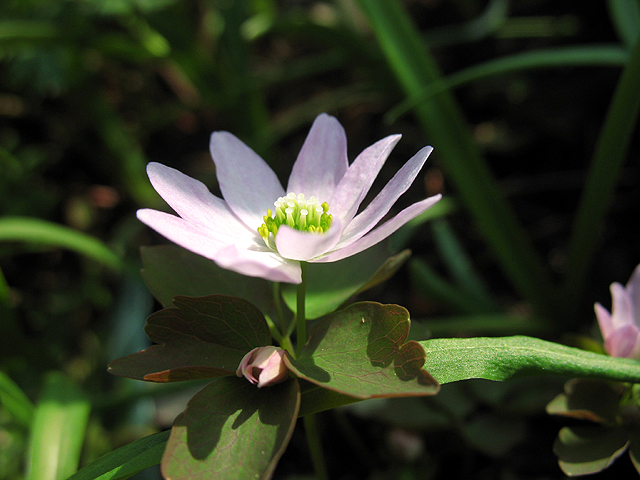 Photos Anemonella thalictroides - 