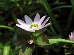 Photos Anemonella thalictroides