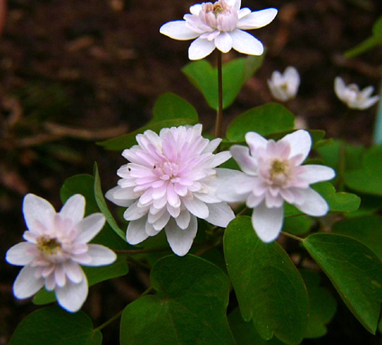 Photos Anemonella thalictroides - 