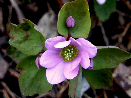 Photos Anemonella thalictroides - 