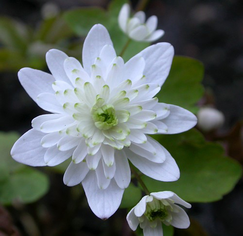 Photos Anemonella thalictroides - 