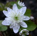 Fotos Anemonella thalictroides