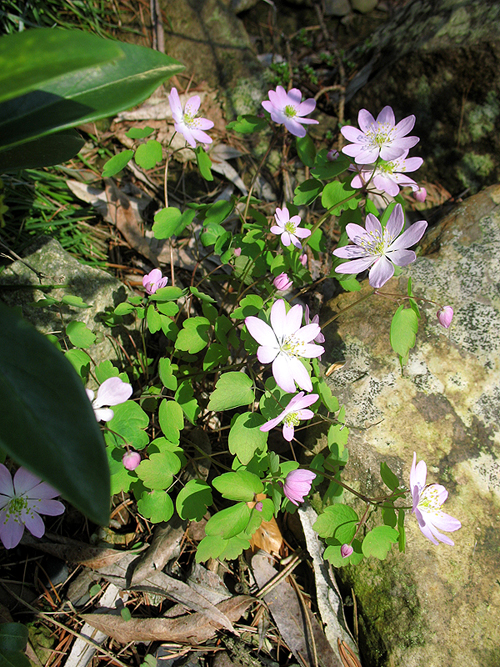 Photos Anemonella thalictroides - 