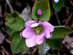 Photos Anemonella thalictroides