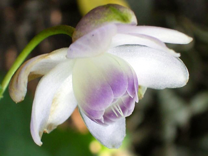 Foto Anemonopsis macrophylla - 
